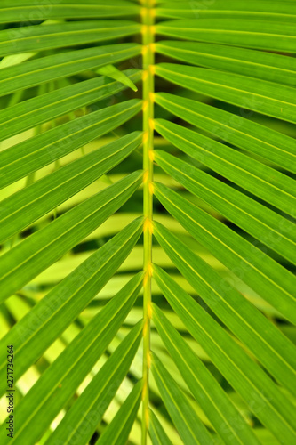 Macro view of palm leaves.