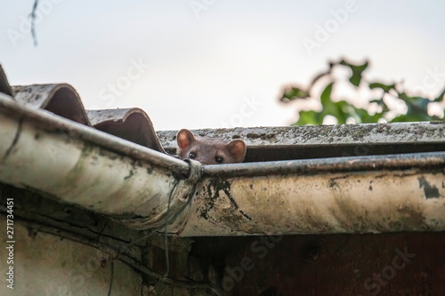 Fotografie Stone marten peeks out of a gutter