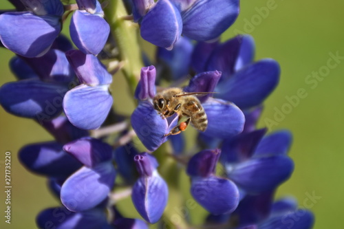 Lupine, Blume, Wiesenblume, Feldblume, Alpen, Skandinavien, Biene, Hummel, fliegen, bestäuben, Samen, Blüte, Blüten, Violett, Weiß, Natur, Frühling, Sommer, wachsen, hoch, bunt, leuchten, Blüte, leuch photo