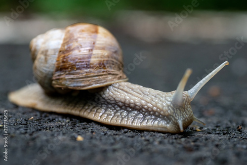 Close up photo of the snail