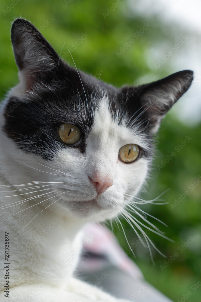 Portrait of a curious black and white cat