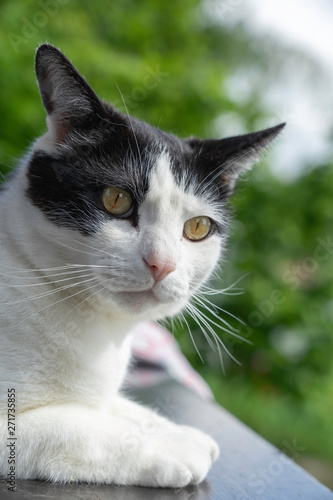 Fototapeta Naklejka Na Ścianę i Meble -  Portrait of a curious black and white cat