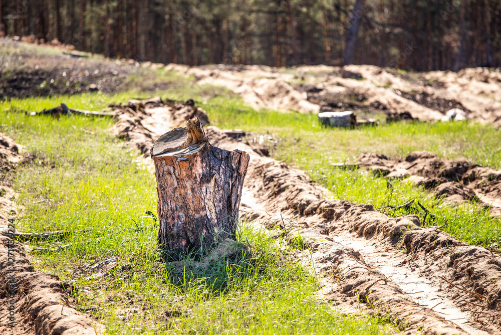 Destroyed the forest. Save the forests! Destroyed the forest. Save the forests!