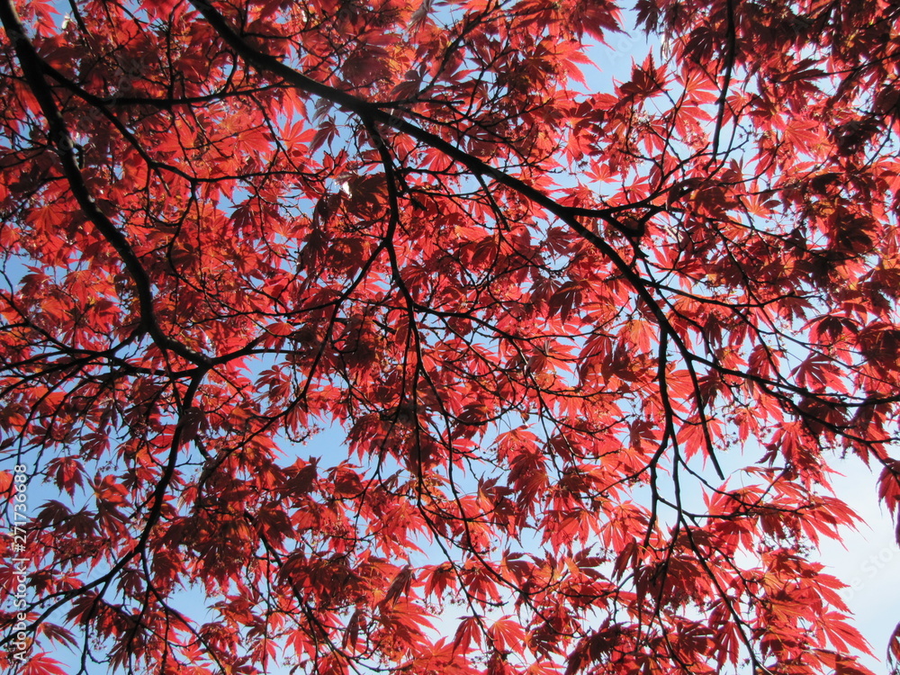 Leaves on a Tree in Landbohojskolens Have in Copenhagen, Denmark Leaves on a Tree in Landbohojskolens Have in Copenhagen, Denmark