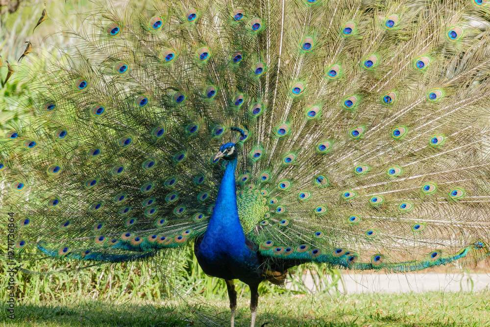 Obraz premium Male peacock showing it's color fan