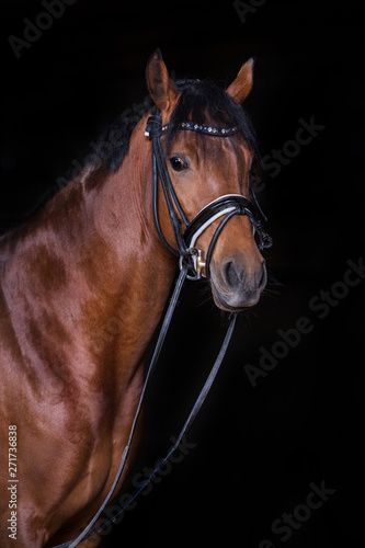 Pferd im Fotostudio vor schwarzem Hintergrund © Ines Hasenau