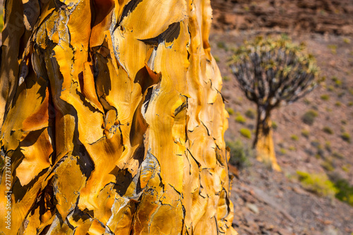 Kiver Tree - Kokerboom Forest, Nieuwoudtville, Namaqualand, Northern Cape province, South Africa, Africa photo