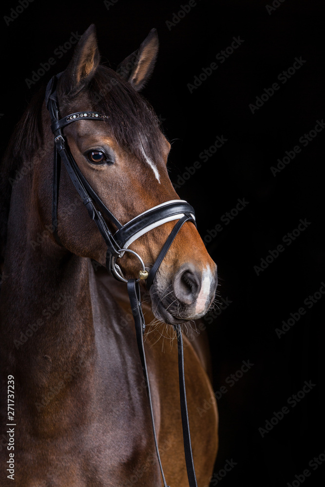 Pferd im Fotostudio vor schwarzem Hintergrund Warmblut Pferd im Fotostudio vor schwarzem Hintergrund Warmblut
