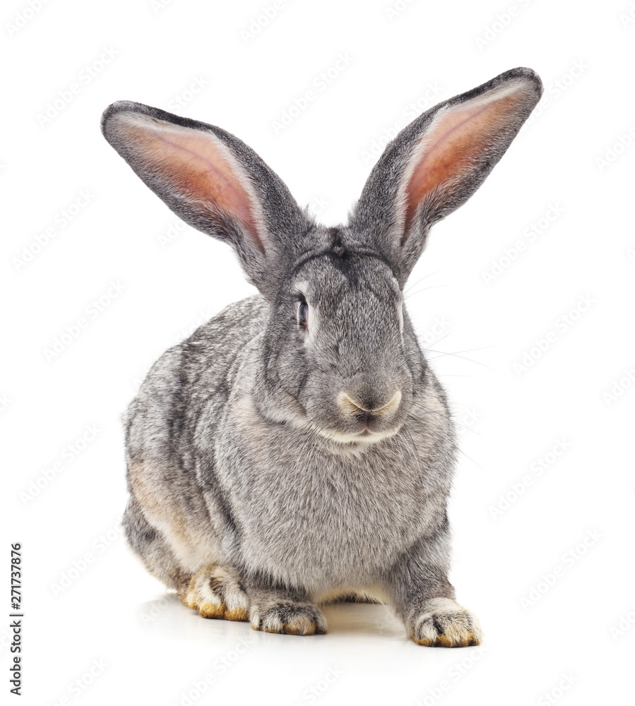 Grey big rabbit.