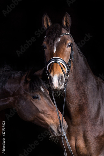 Pferd im Fotostudio vor schwarzem Hintergrund © Ines Hasenau