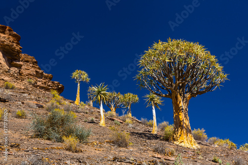 Kiver Tree - Kokerboom Forest, Nieuwoudtville, Namaqualand, Northern Cape province, South Africa, Africa photo