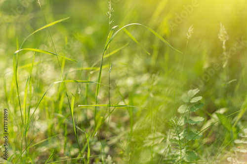 Green grass and plants in morning sunlight close-up, macro. Nature blurred abstract background