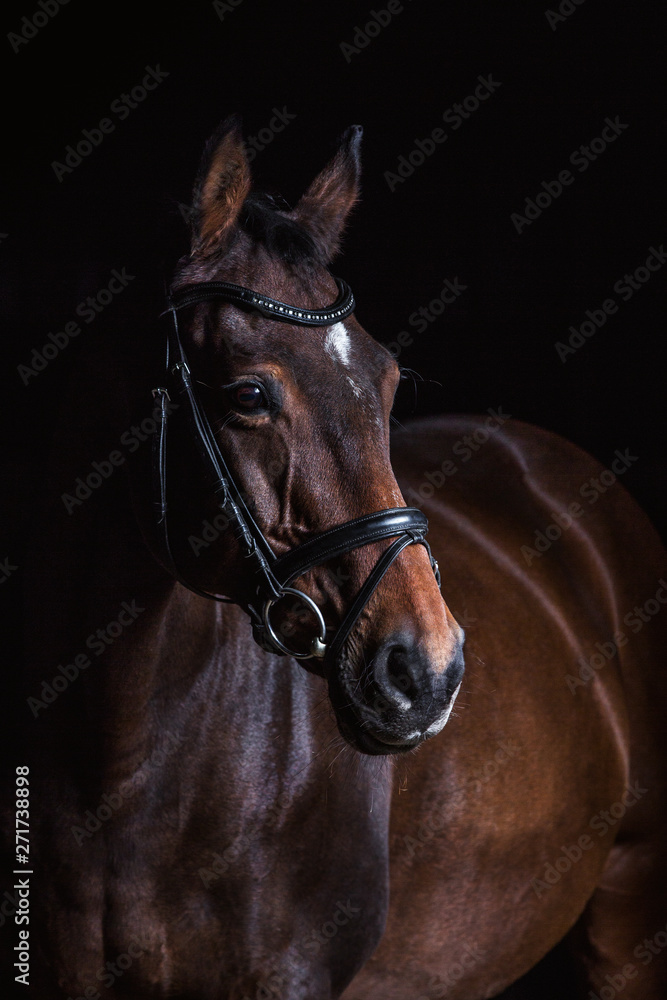 Fototapeta premium Reitpferde im mobilen Fotostudio vor dunklem Hintergrund, schöner brauner Wallach mit aufmerksamen Gesichtsausdruck, Springpferd im Portrait