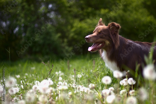 Dog austalian shepherd portrait in grass