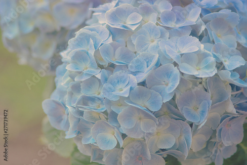 Blau Blüten Makro