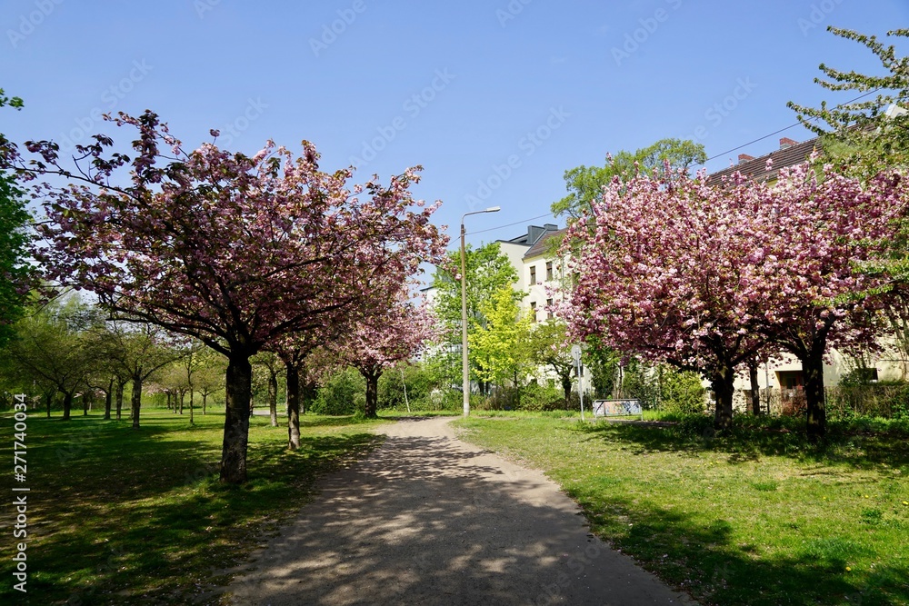 Kirschblüte in Berlin (Wollankstraße)