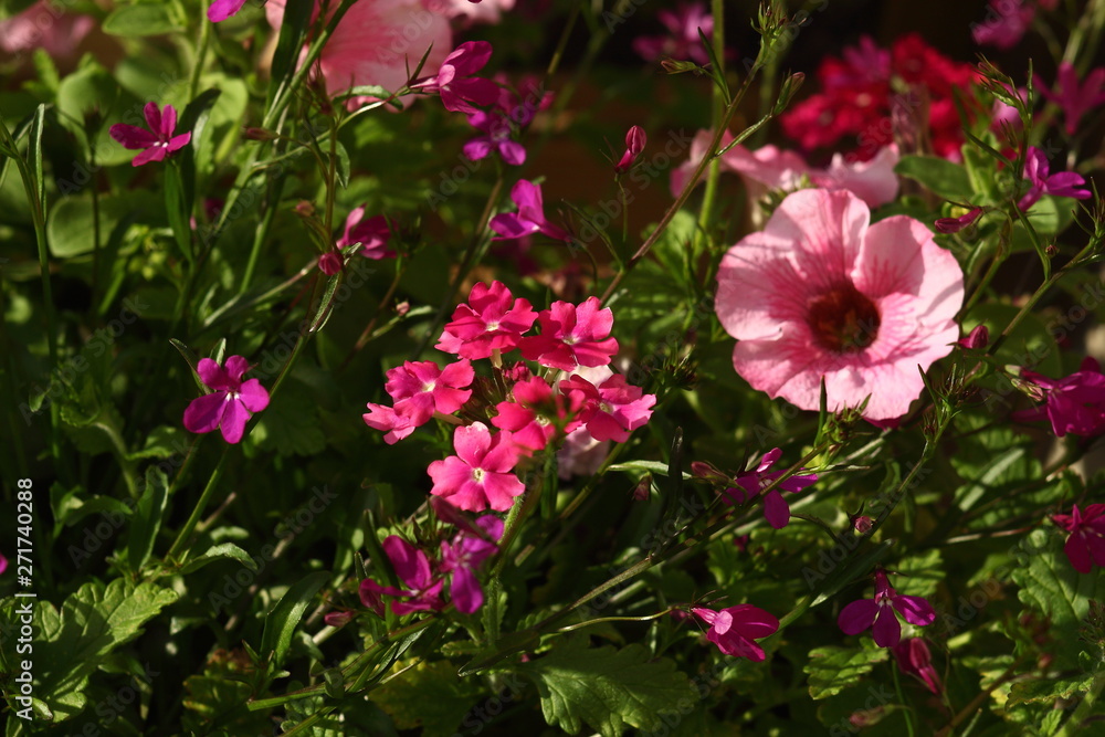 Verbena and petunia, two colorful flowers in the garden. Verbena and petunia, two colorful flowers in the garden.