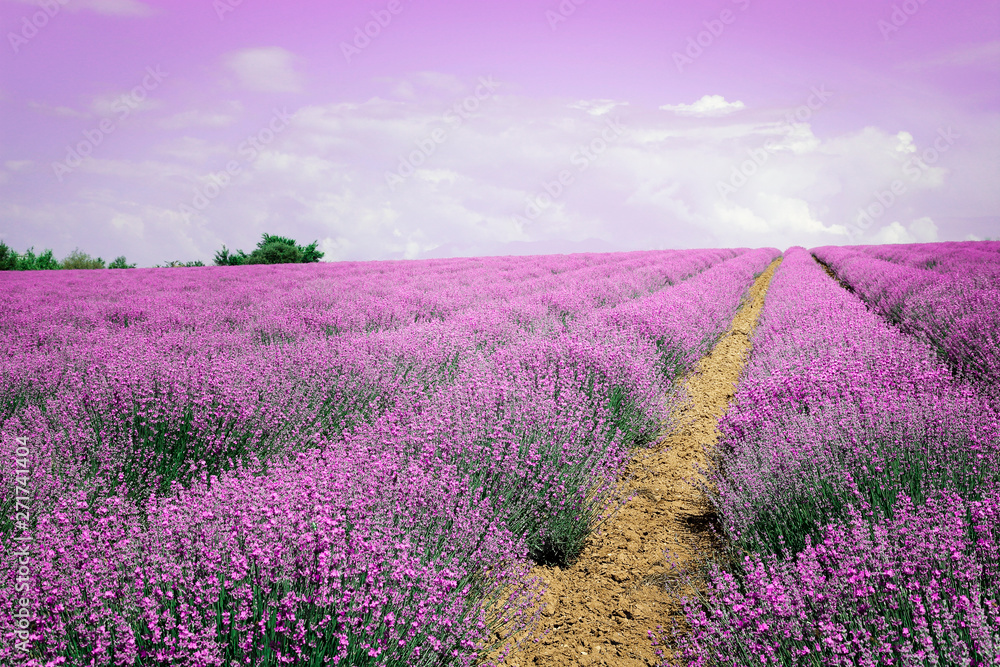 Naklejka premium lavender field