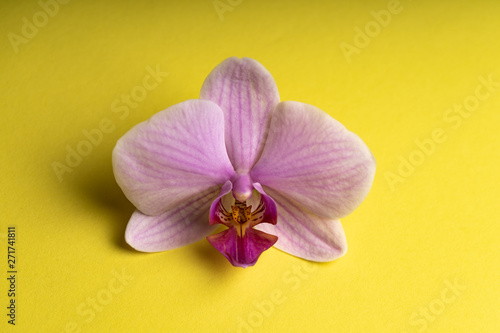 Delicate pale purple orchid flower on a colorful background.