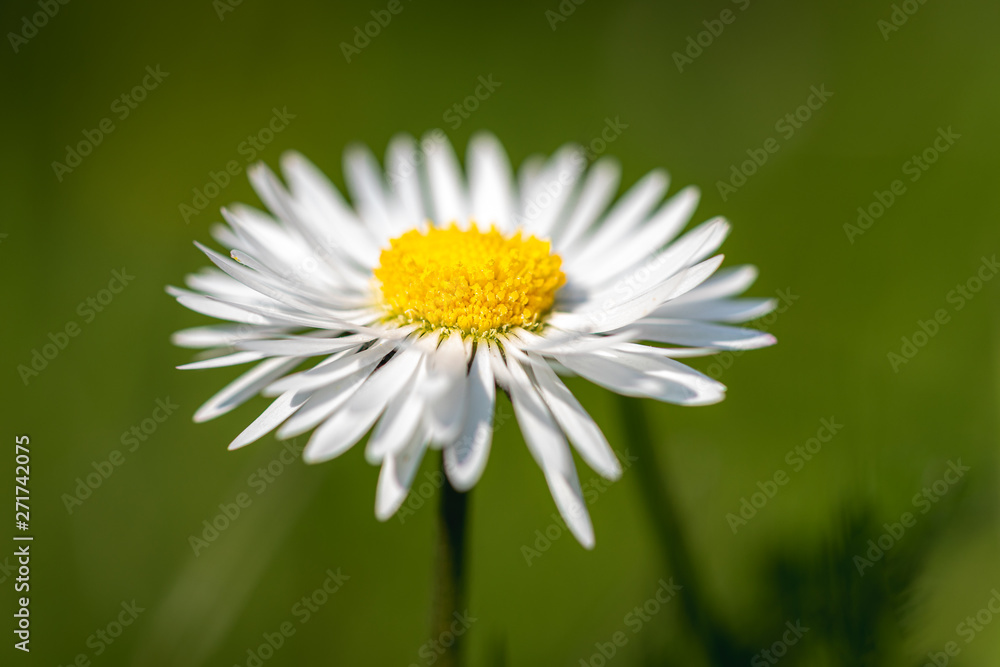 Obraz premium pâquerette 