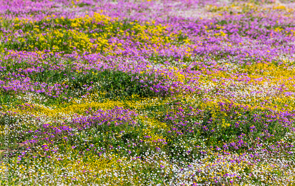 Wildflowers, Hantam National Botanical Garden, Nieuwoudtville ...