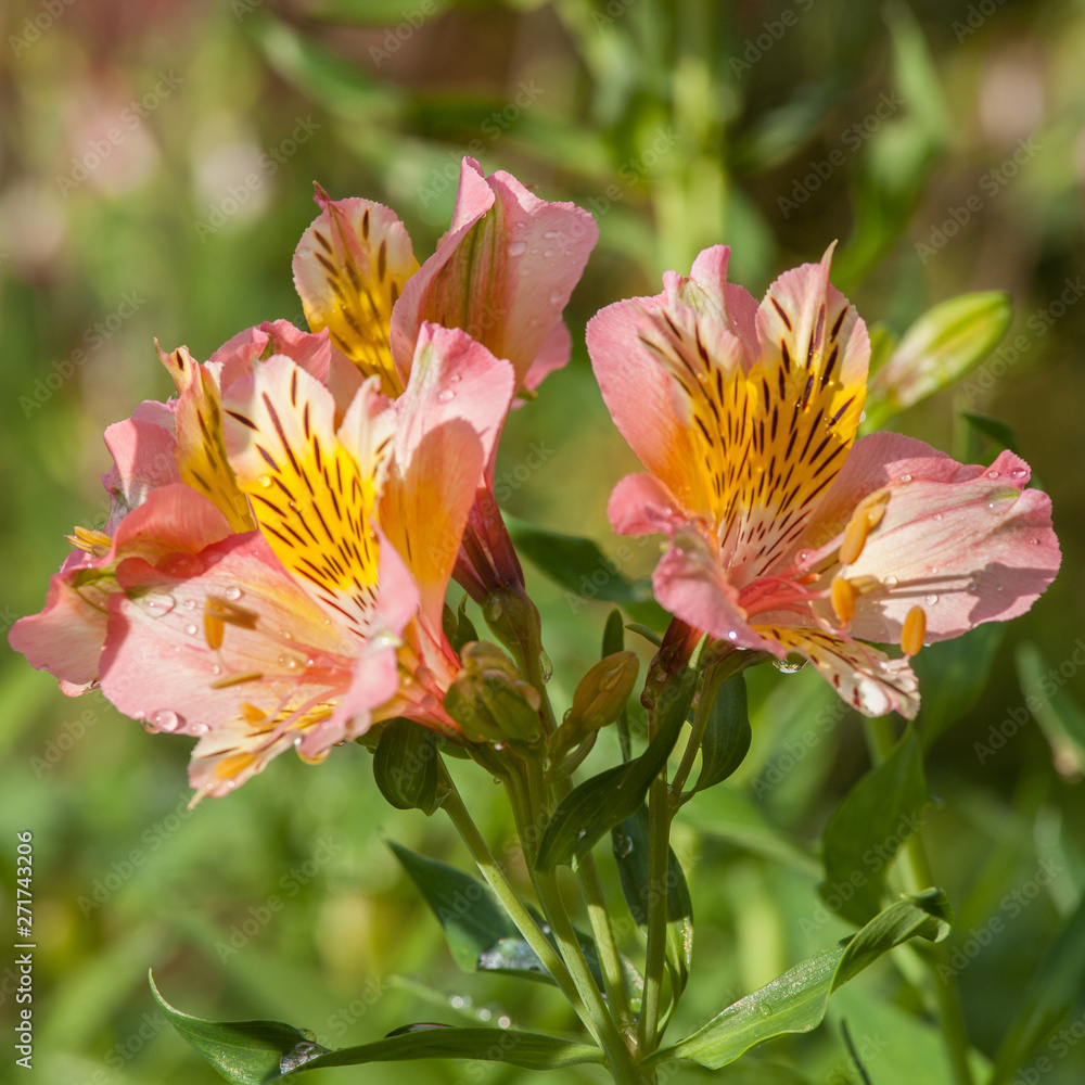 Fototapeta premium Bouquet d'alstromère