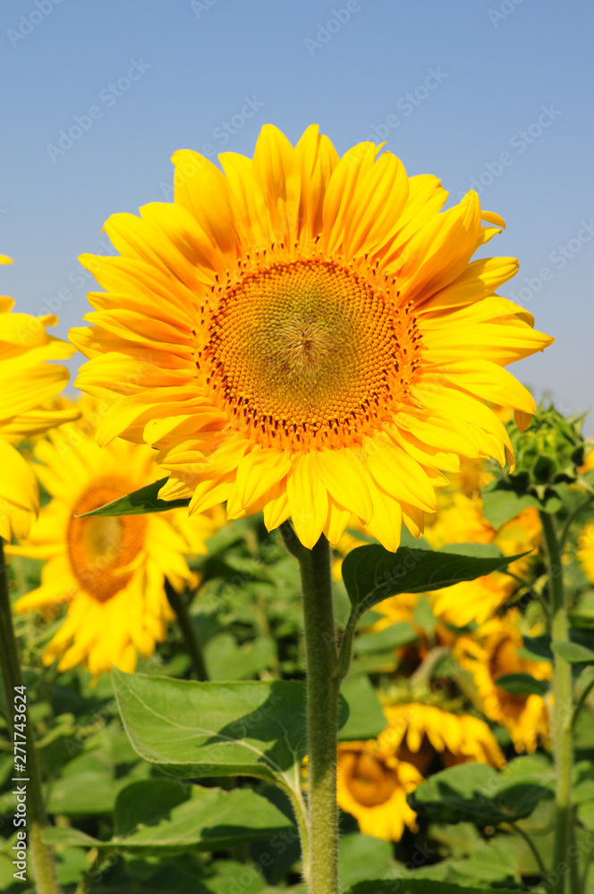 Front view of flower head of Helianthus annuus plant. Vibrant orange color middle of sunflower on high green stem and yellow petals on clear blue sky background. Summer bloom closeup.