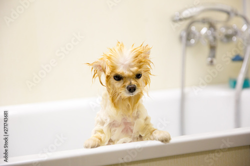 Bathing dogs in a grooming salon 