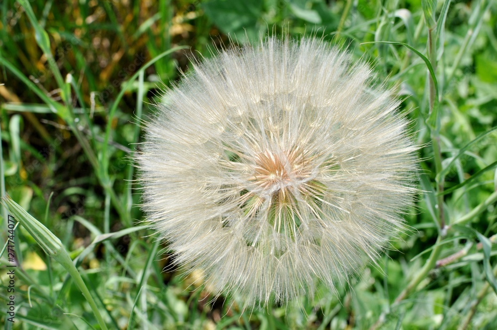 Fototapeta premium Close up of a dandelion flower with fluffy stem and seeds