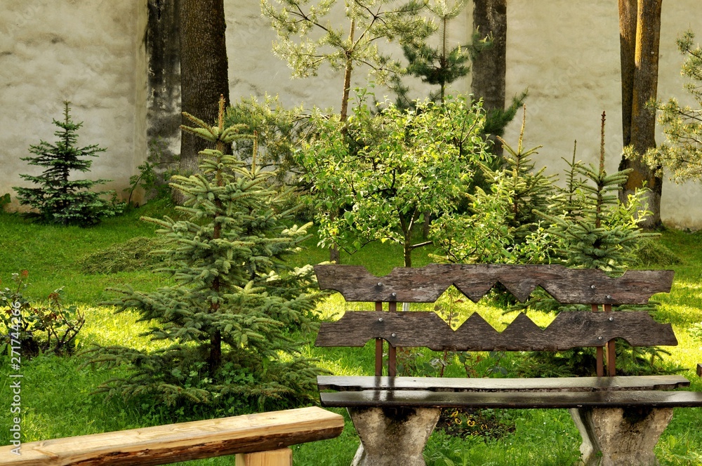 Naklejka premium Wooden bench in the garden with pine trees behind.