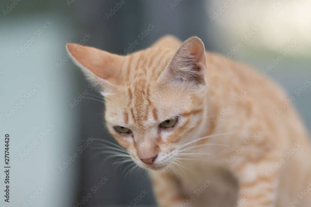 Fototapeta premium portrait of a cat
