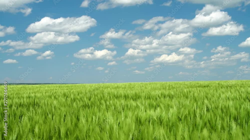 Green wheaten sprouts are in the field and beautiful cloudy. Spring landscape. Green wheaten sprouts are in the field and beautiful cloudy. Spring landscape.