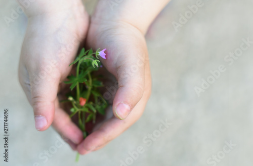 flowers in children's hands. Hands with flowers like a heart. love of nature. take care of nature. Concept. On a light gray background. Selective focus.