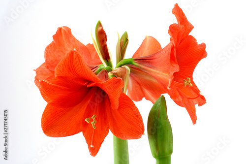 Amaryllis (Hippeastrum hybr.) photo