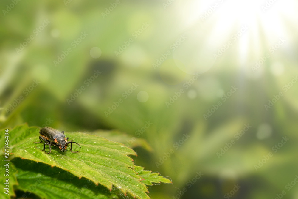 Fototapeta premium Black beetle sitting on a green leaf in sunlight