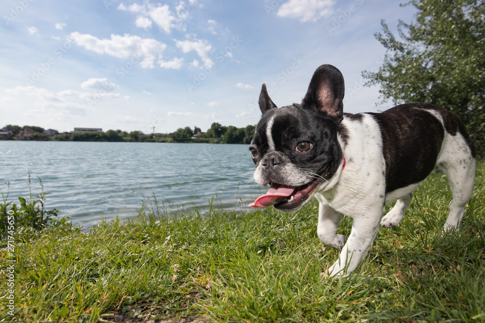 Portrait picture of a French Bulldog puppy who is standing in the yard on the grass Portrait picture of a French Bulldog puppy who is standing in the yard on the grass