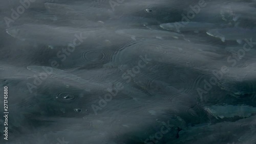 Large flock of salmon fish in water