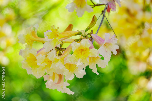 The beautiful yellow Handroanthus chrysotrichus blossom photo