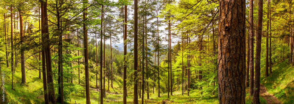 Panorama Aussicht mit Blick durch Bäume im Wald. Panorama Aussicht mit Blick durch Bäume im Wald.