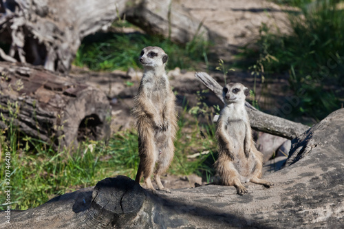  Two meerkats are watching you. African animals meerkats (Timon) look attentively and curiously.