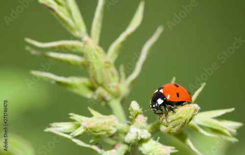 Ladybug on flower. Detailed macro image of a ladybug on a green flower