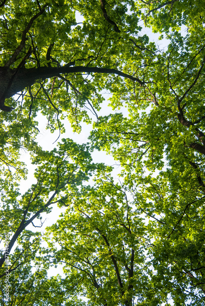 Fototapeta premium Green oaks in spring forest