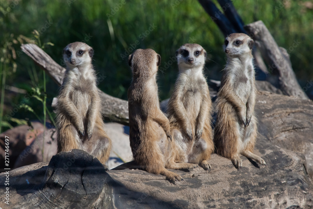 Fototapeta premium Many meerkats gathered a meeting. African animals meerkats (Timon) look attentively and curiously.