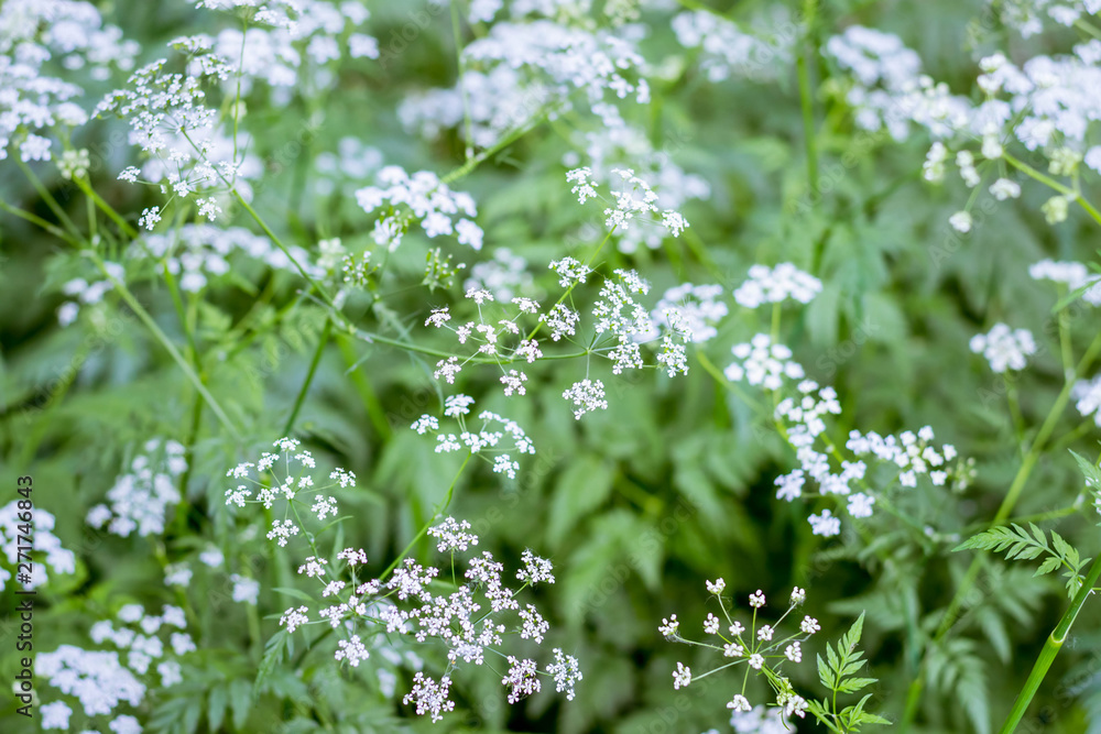 Conium maculatum (Conium chaerophylloides) Close-up Conium maculatum (Conium chaerophylloides) Close-up