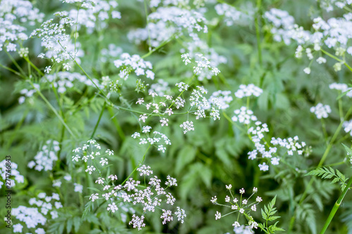 Conium maculatum (Conium chaerophylloides) Close-up