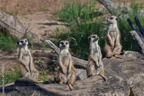 Many meerkats gathered a meeting. African animals meerkats (Timon) look attentively and curiously.