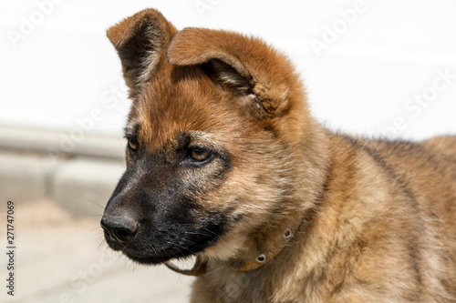 Sheepdog puppy outside.