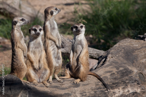  African animals meerkats (Timon) look attentively and curiously.