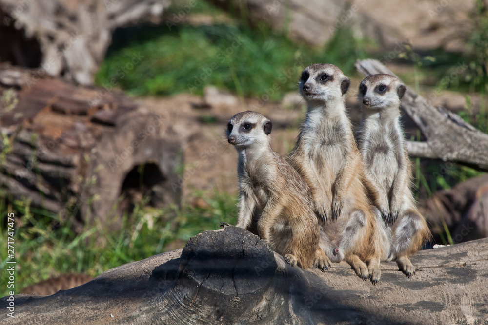 Fototapeta premium Three curious meerkats stand beautifully. African animals meerkats (Timon) look attentively and curiously.
