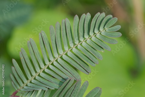 Close-up Green Leaves of Water Mimosa (Neptunia oleracea) or Sensitive Neptunia the sensitive plant with green nature blurred background. photo